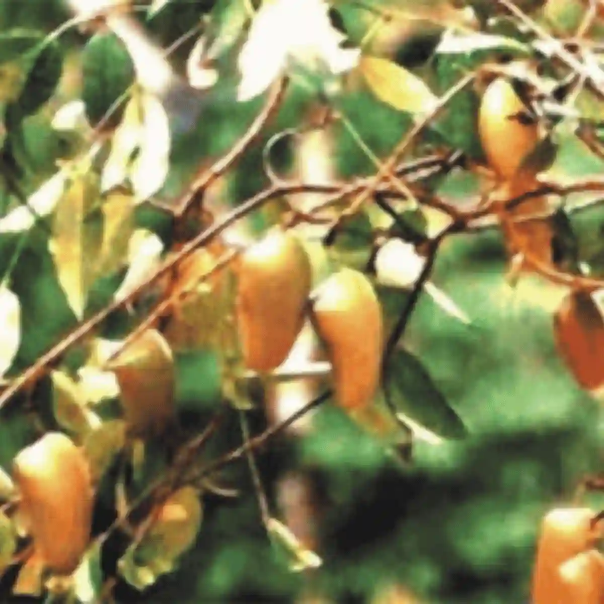 5-hydroxytryptophan